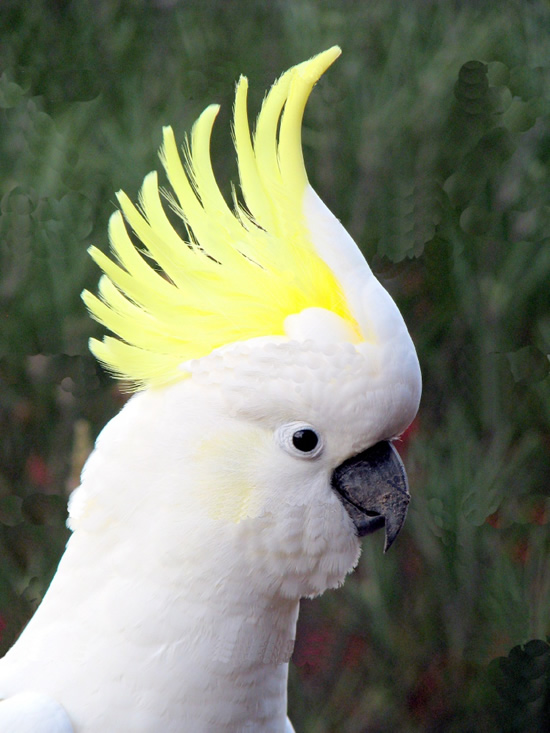 pictures of cockatoos