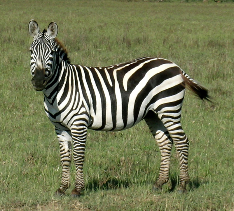 imaje of zebra animal
